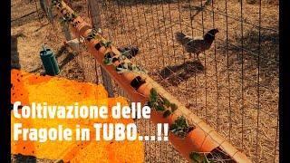 Coltivazione delle Fragole in TUBO [upl. by Gabbert]