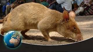 Detecting Danger  Africas Giant Rats [upl. by Jordans]