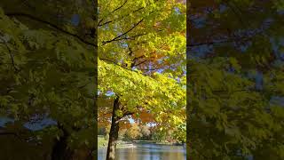 MontRoyal Park in fall montreal [upl. by Zebapda286]