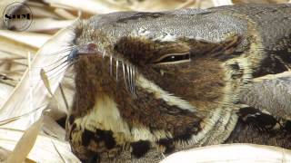 นกตบยุงเล็ก Indian Nightjar [upl. by Nosnehpets]