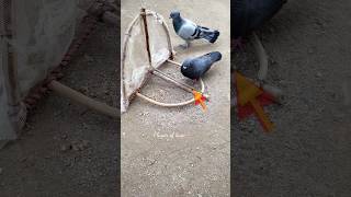 Pigeon trap  bird trap easy homemade  bird trap using wire snare net that work 100 shorts [upl. by Kaye]