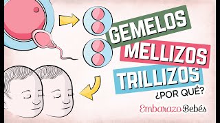 Por qué se forman GEMELOS MELLIZOS Y TRILLIZOS 👶🏼👶🏼 ¿Qué diferencia hay [upl. by Rawlinson286]