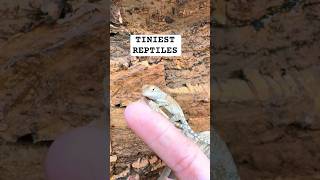 TINIEST REPTILES  pets reptiles animalshorts [upl. by Ninahs]