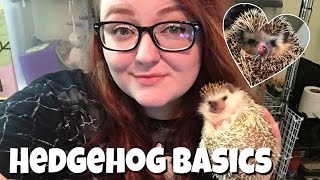 Hedgehog Care The Basics [upl. by Stricklan]