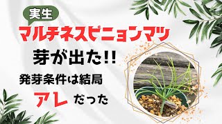 【実生】マルチネスピニョンマツ 芽が出た！ 発芽条件は結局アレだった！ [upl. by Esinert]