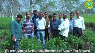 Organic practices by small tea growers  Tea Board of India [upl. by Arabele360]