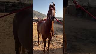 marvadi stallion Messi in pushkar first day [upl. by Rhett124]