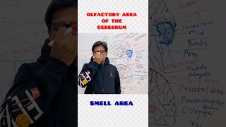 Olfactory area of the cerebrum nursing bscnursing nervoussystem anatomy physiology paramedical [upl. by Dedie]