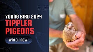 2024 YB Tippler Pigeon Update Pignut Loft 🐷🥜🏠🕊️🕊️🕊️ [upl. by Ocirne734]