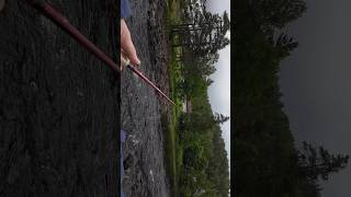 trout fishing first cast tests new rod ørret ￼fishing trout troutfishing norway ￼ [upl. by Furr15]