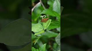 A butterfly called a lesser dart is resting on the edge of a leaf that is moving due to wind insect [upl. by Orit]