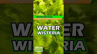 WATER WISTERIA AKA THE HARDIEST HYGROPHILA HYGROPHILA DIFFORMIS Aquarium Plant For Sale [upl. by Maye]