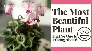 Cyclamen Plant Care Indoors For Beginners [upl. by Arin]