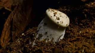 King Oyster mushroom  Pleurotus eryngii  Time Lapse [upl. by Ytissac]