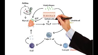 Pharmacology  DRUGS FOR ASTHMA AND COPD MADE EASY [upl. by Englebert]