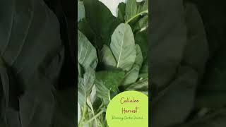 Callaloo Harvest garden gardenharvest callaloo [upl. by Adali]