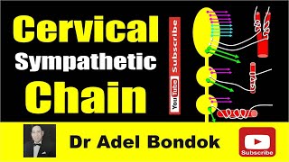 Cervical Sympathetic Chain Dr Adel Bondok Making Anatomy Easy [upl. by Nivel]