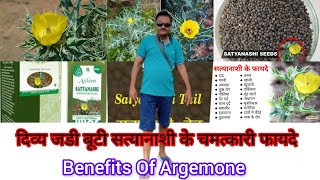 दिव्य जडी बूटी सत्यानाशी के चमत्कारी फायदे । Benefits of Argemone [upl. by Suzanne]