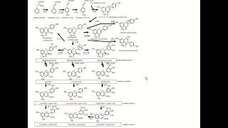 Anthocyanins biosyntheis [upl. by Atinram359]