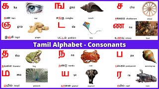 Tamil Alphabets  Tamil Consonants  Learn Entry [upl. by Raynata835]