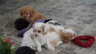 Cavapoo Puppies For Sale [upl. by Morganstein574]