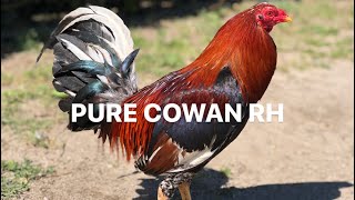 PURE JR BELT COWANS [upl. by Sumer70]