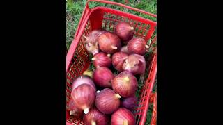 Freshly picked rural life is full of fun The benefits of eating figs for your health Figs are [upl. by Tremml]