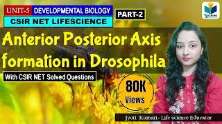 ANTERIORPOSTERIOR AXIS FORMATION IN DROSOPHILA PART2  CSIR NET DEVELOPMENTAL BIOLOGY [upl. by Mathia10]