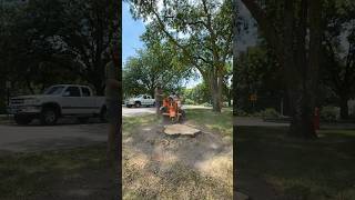 Lets grind a stump stumpgrinding stumpremoval stump bandit2550 kubota [upl. by Archambault441]