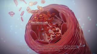 Nitric Oxide Animation with Subtitles [upl. by Arateehc]