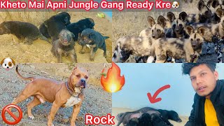 Apni Jungle Dogs Ki Gang Banane Ka Plan Ban Gya Kheto Mai🐶 Roxcy Or Julie Dost Bnva De🔥 [upl. by Auqinal]