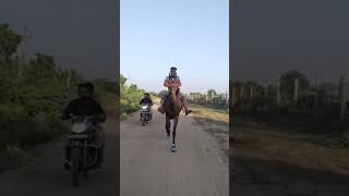 dekho reval chal ka badshah jaanbaaz ghode ki shandar chal ka video singlefootinghorselover horse [upl. by Akcinehs289]