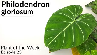 How To Care For Philodendron gloriosum  Plant Of The Week Ep 25 [upl. by Aihk]