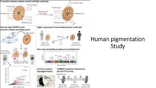 Melanosome maturation Human pigmentation study Code 288 [upl. by Adriel]