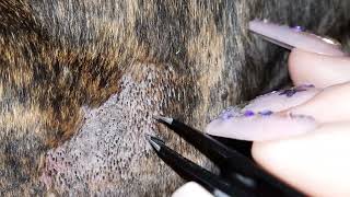 Clogged Hair Follicle Cleaning On Herc PLEASE SUBSCRIBE💜 [upl. by Kelwen]