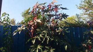 Castor bean plant saved my fruit trees [upl. by Nerdna]