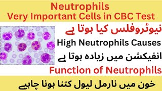 Neutrophils  very important cells in CBC Test  High Causes [upl. by Lennej182]