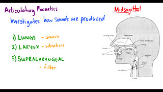 Introduction to Linguistics Phonetics and Basics of Transcription [upl. by Ecirtam]