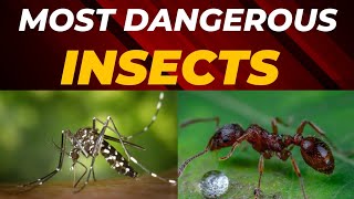 10 Most Dangerous Insects in the World [upl. by Newell234]