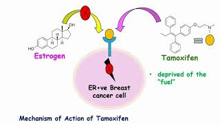 How Tamoxifen Breast Cancer Drug Works Mechanism of Action Explained [upl. by Dupuy]