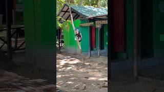 Watch This Whitefaced Capuchin Monkey Climb in Cahuita National Park Costa Rica 🐒 [upl. by Raual820]