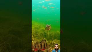 big long head fish 🐟 fishing fish carpfishing bigfish hunting shorts [upl. by Airdnax]