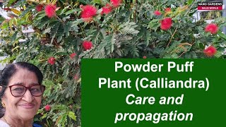 Powder puff plantCalliandra [upl. by Ainslee]