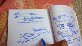 GALACTOSE METABOLISM made easy [upl. by Bamberger]