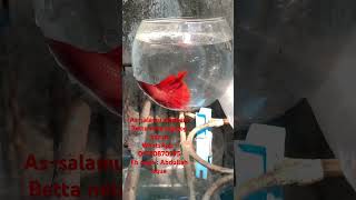 Fire red betta fish [upl. by Acinomad]