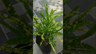 Gold dust croton plant narrow leaf type  crotons  yellow and green crotons  decoration plants [upl. by Keverne]