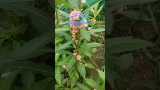 Subscribekommana kulike koyilacheppeyava chevilona okamataMakarandam flowersblossom flowers [upl. by Nadabb]