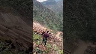 The process of pushing felled pine down the mountain [upl. by Uamak]