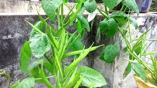 அதிக பராமரிப்பு இல்லாமல் வளரும் கொத்தவரை செடி easy to grow cluster beans plant [upl. by Medrek]