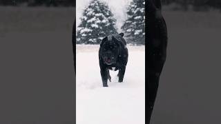 Are you confident enought for a Cane Corso canecorso dog shorts  caninebehavior [upl. by Dorr]